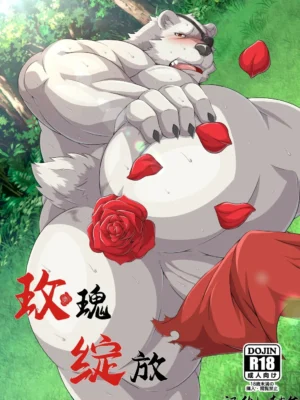 玫瑰绽放